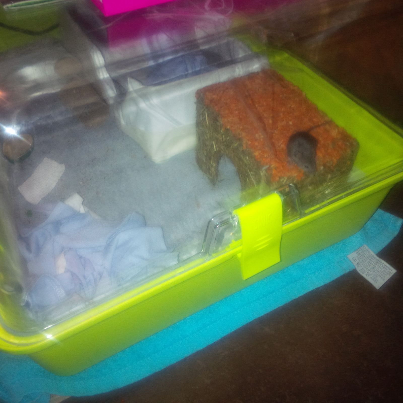 Een wilde muis in een plastic kooi
