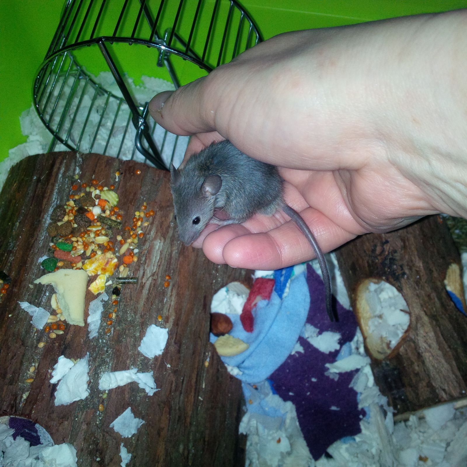 Wilde muis in handpalm in een kooi met voedsel